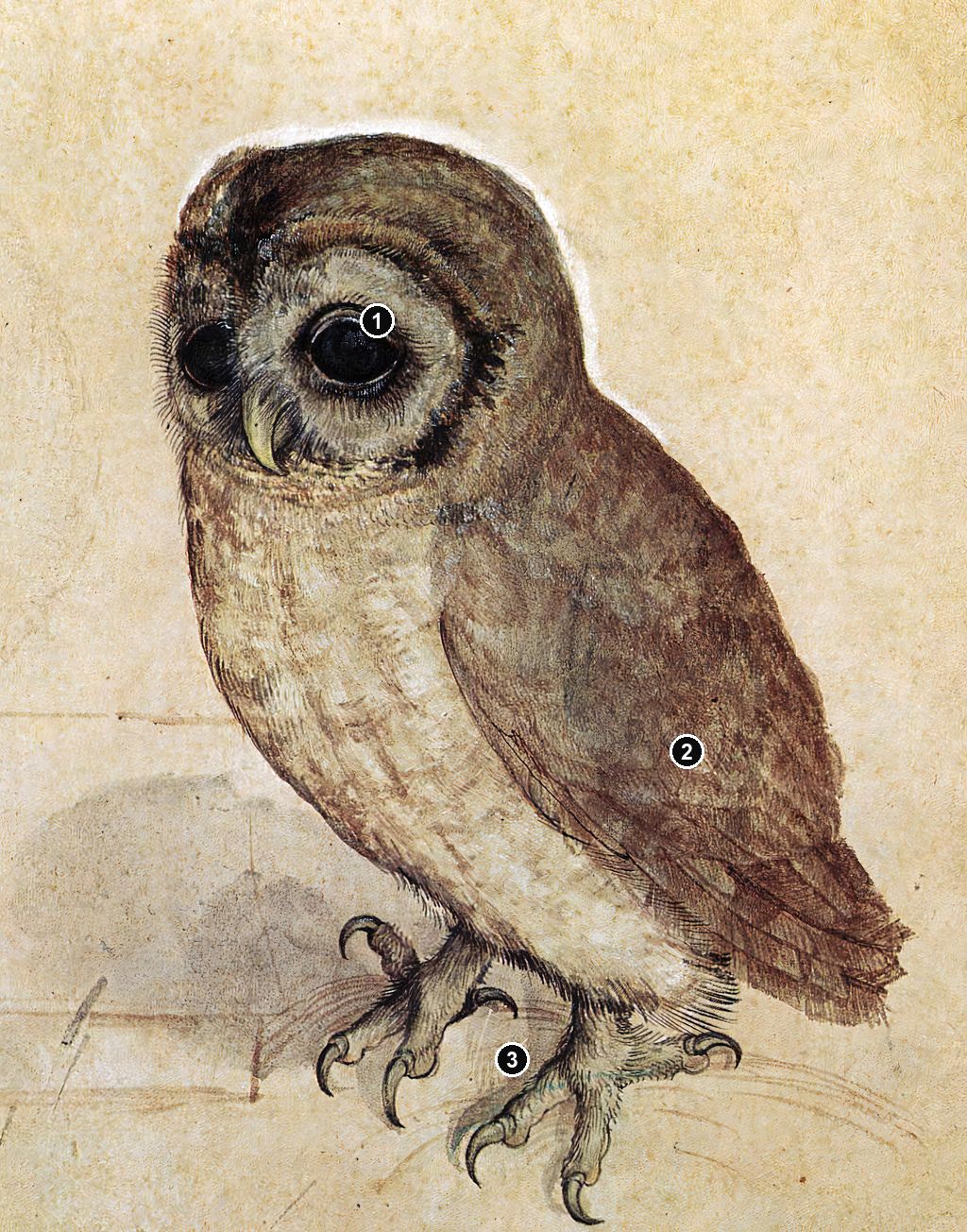 Annotated details from Little Owl by Albrecht Dürer (attributed)